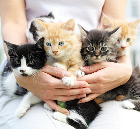 five-kittens-in-womans-lap