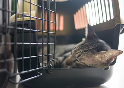 cat-in-carrier-animal-medical-center-of-Austin