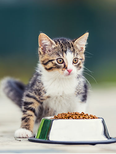 Kitten with Food Bowl