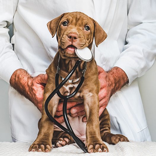 Dog and Veterinarian Holding Stethoscope